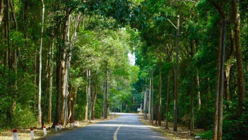 Rừng nguyên sinh bình châu